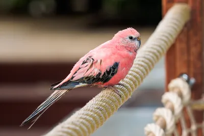 Попугаи - яркие и красивые птицы!» — создано в Шедевруме
