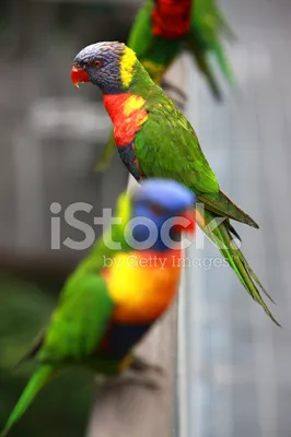 2 красивых, яркие попугаи на …» — создано в Шедевруме