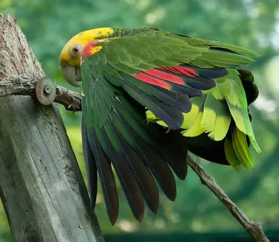 Самые красивые попугаи в мире - 70 фото