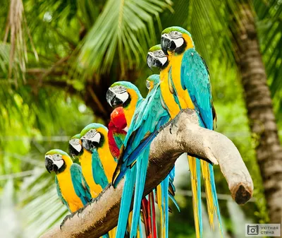Multi Цветные Попугаи Стоковые Фотографии | FreeImages