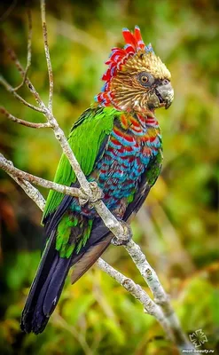 Фотообои \"Разноцветные попугаи на ветке\" - Арт. 180241 | Купить в  интернет-магазине Уютная стена