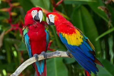 Печать на холсте Красочные попугаи птицы – лучшие товары в онлайн-магазине  Джум Гик