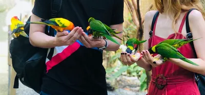 Онлайн пазл «Яркие попугаи»
