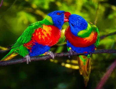 Обои на рабочий стол Яркие попугаи сидят на ветке дерева, by 12019, обои  для рабочего стола, скачать обои, обои бесплатно