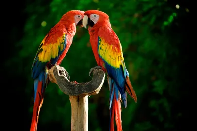 ᐉ Обои 2 сорт Grandeco Opportunity Q0203 яркие попугаи в джунглях купить в  Украине недорого | Мир Обоев