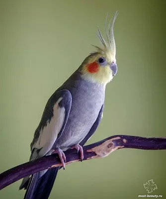 Разноцветные попугаи - онлайн-пазл