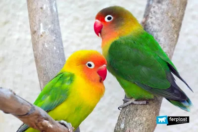 Скачать обои птицы, парочка, яркие, красивые, попугаи разрешение 1280x960  #47666