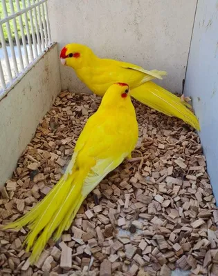 Яркие попугаи фото фотографии