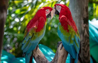 Яркие красивые певчие попугаи: 849 грн. - Птицы Одесса на Olx