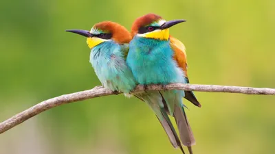 самые красивые птицы в мире 2024 | ВКонтакте
