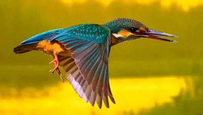 Яркие птицы - картинки и фото poknok.art