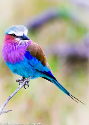 Фото птиц на земле: выбирайте вариант | Самые красивые птицы на земле Фото  №553698 скачать