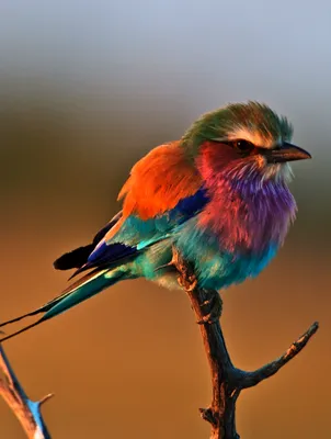 Самые красивые птицы фото - origins.org.ua