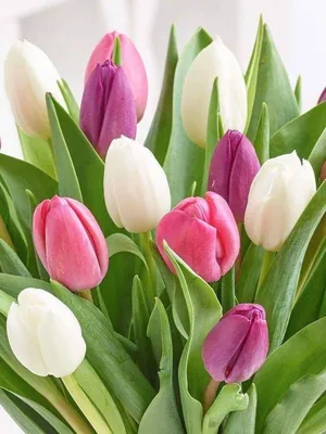 Яркие тюльпаны в коробочке \"Встреча с ней\" - Доставкой цветов в Москве!  9946 товаров! Цены от 487 руб. Цветы Тут