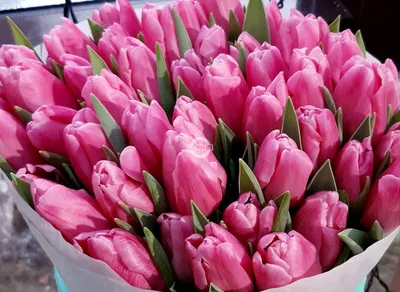 Pin by Ane castro on flowers tulips ✿♡ | Amazing flowers, Tulips images,  Pretty flowers