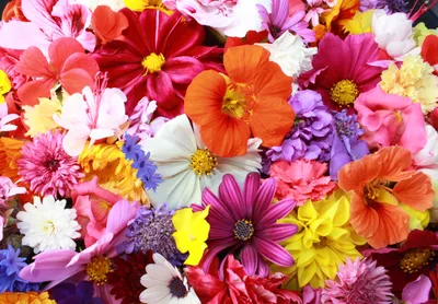Картинки на телефон цветы - 82 фото