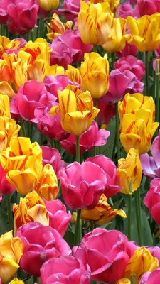 Красивые букеты цветов для женщин и девушек на 8 марта - купить с  бесплатной доставкой 24/7 по Москве