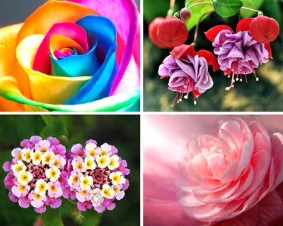 Самые красивые цветы в мире: названия, фото и интересные факты | Семицветик