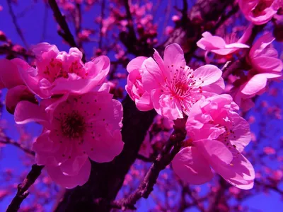 Обои на рабочий стол Ярко-розовые цветы на ветке дерева, обои для рабочего  стола, скачать обои, обои бесплатно