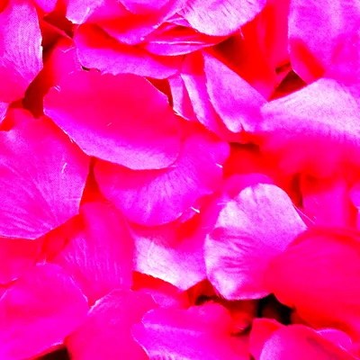 Ярко розовые обои - 66 фото