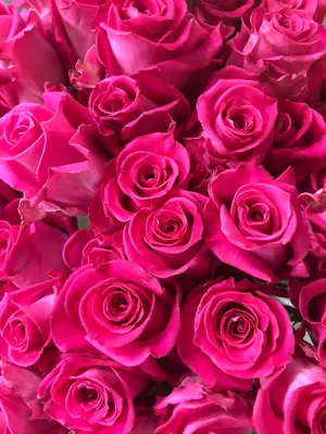 Ярко розовые розы - 69 фото