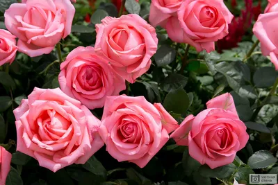 Купить букет из ярко-розовых кустовых роз с доставкой | Доставка букетов от  PrimulaShop на Чеховскую