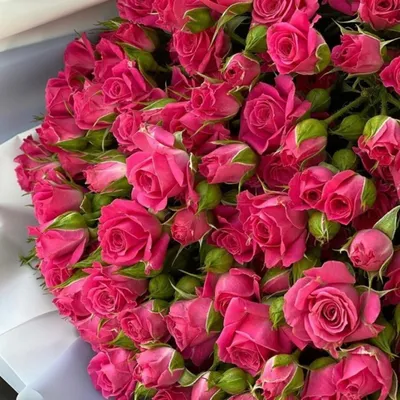 Розовый дым: 11 ярко-розовых роз по цене 3516 ₽ - купить в RoseMarkt с  доставкой по Санкт-Петербургу