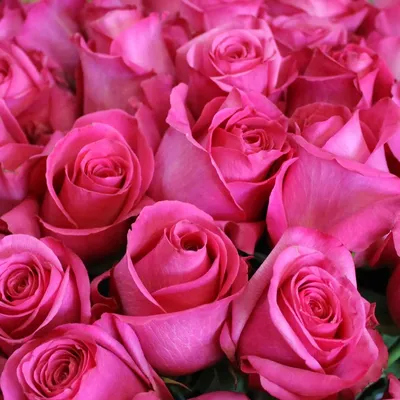 25 ярко-розовых роз