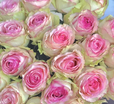 51 ярко-розовая кустовая роза купить с доставкой по Краснодару
