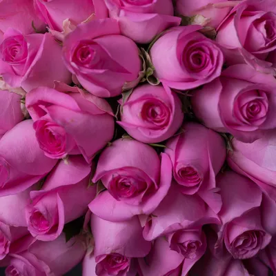 Букет из 7 ярко-розовых роз Премиум Эквадор» - купить в Мурманске за 2 590  руб
