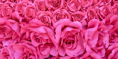 Купить букет 36 ярко-розовых роз (50 см.) по доступной цене с доставкой в  Москве и области в интернет-магазине Город Букетов