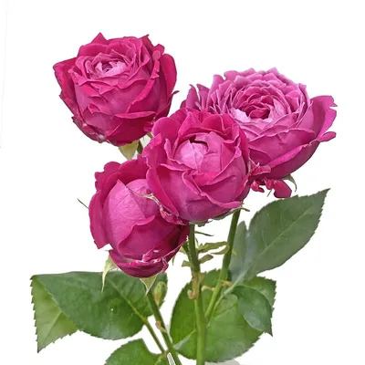 Букет \"15 ярко-розовых роз\", доставка цветов по городу в течение 1 часа -  ЦветкоFF Тюмень