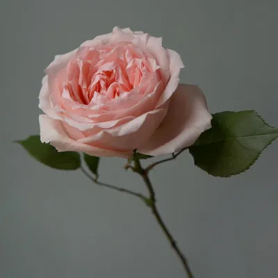Роза ярко-розовая Эквадор - купить с доставкой недорого по Хабаровску и  Хабаровскому краю