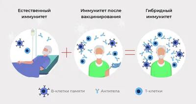 В России синтезировали вещества, не подавляющие иммунитет при лечении  COVID-19