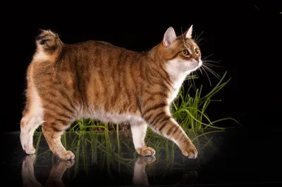 Интересные факты о кошках. Научная информация и домыслы | of PLANET LUMENS
