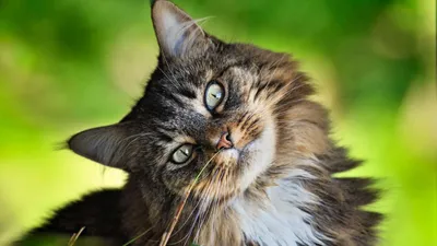 День кота 2022: интересные факты о домашних любимцах | РЕДПОСТ