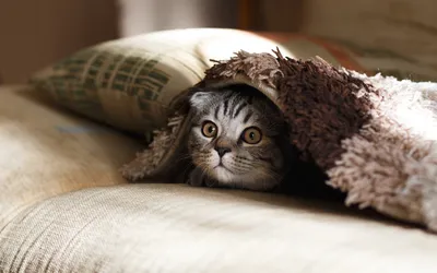 Интересные факты о кошках, которые вы не знали | Радио «Romantika»