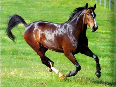 11 интересных фактов о лошадях — СТО ФАКТОВ
