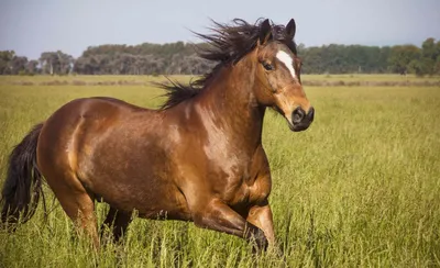 Подборка интересных и необычных фактов о лошадях Лошади – удивительные  животные, которые используют / факты :: планета земля :: интересное (интересные  факты, картинки и истории ) :: домашние животные :: планета ::