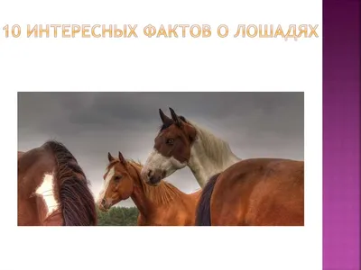 Интересные факты о лошадях — Общенет