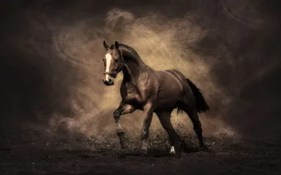 Красивые и грациозные, умные и добрые\" - всё это лошади, которых я снимаю  на просторах Алтая | Фотопутешествия | Дзен