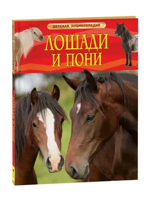 Буденновская порода лошадей - история, интересные факты, фото