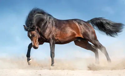 Самые редкие масти лошадей: рейтинг с фотографиями, названием, описанием