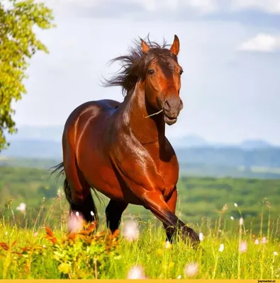 Интересные факты о лошадях. Где покататься на лошади?