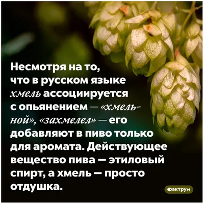 Насколько гаджеты ухудшают наше зрение и другие интересные факты про  хамелеонов и не только | Mixnews