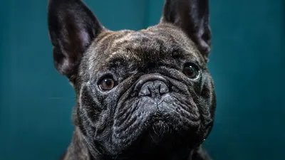 10 фактов о психологии собак, которые вы не знали | Sobaka.ru