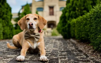 100 интересных, удивительных и необычных фактов о собаках со всего мира |  Домашние животные - самое важное | Дзен