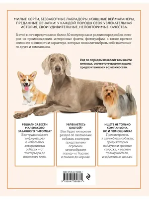 Интересные факты про собак — bko.by — сайт о собаках и для собак