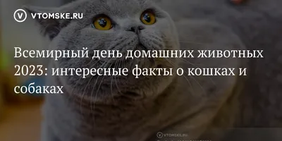 Найдите отличия на картинках: задания на внимательность и интересные факты  о животных | Woost3r | Дзен