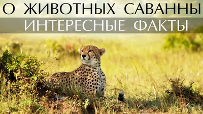 Интересные факты о животных 🐼